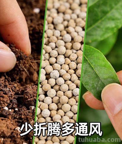 客厅种大蒜，不是瞎讲究！老祖宗的居家妙招，易成活、用途广 - 图画吧TUHUABA