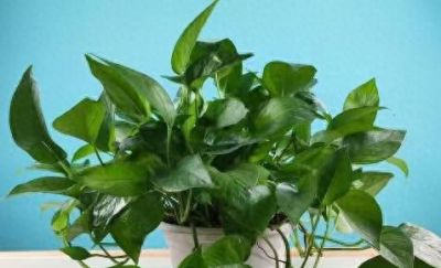 绿萝怎么养才能更旺盛 - 今日头条