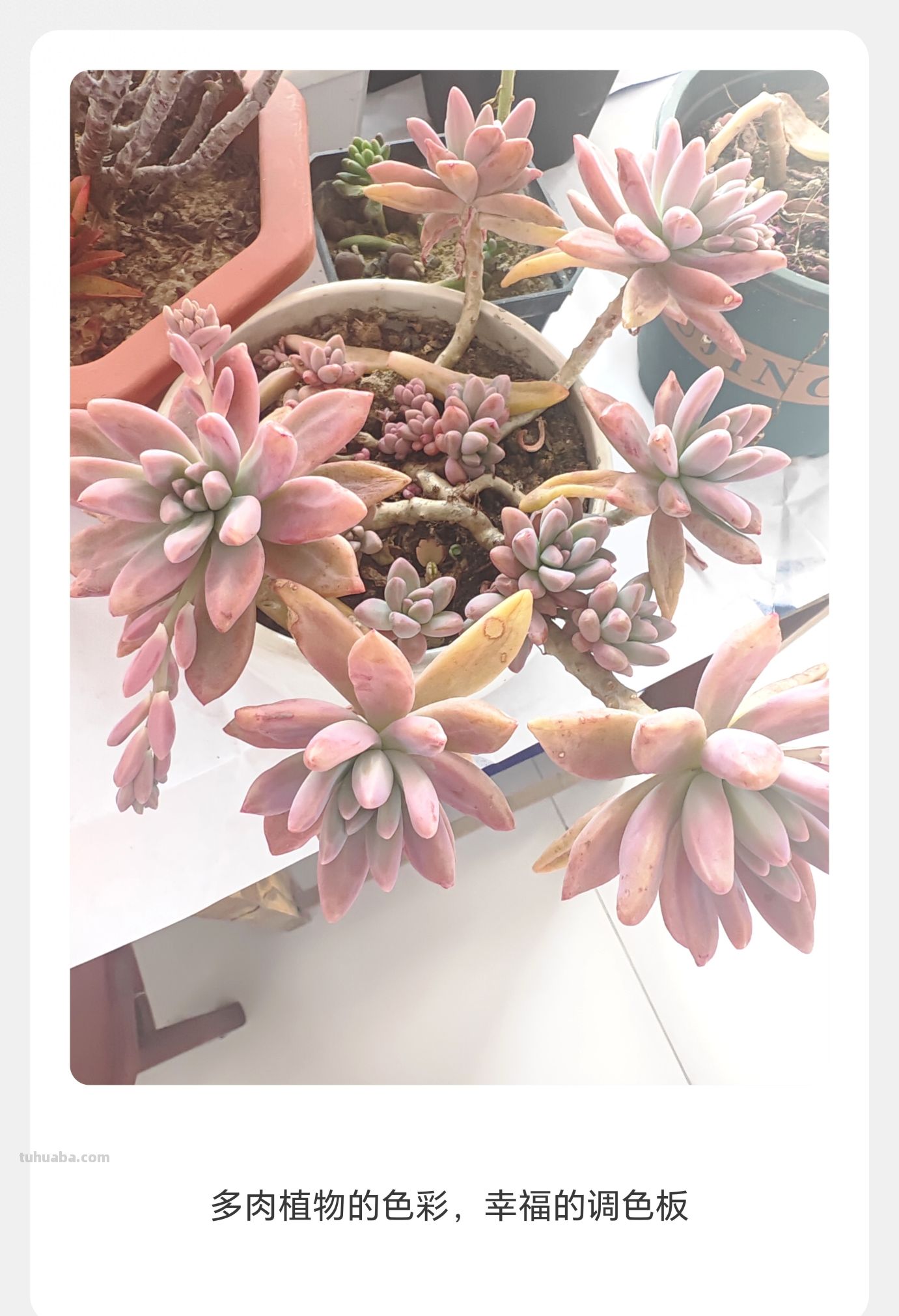 窗台上的多肉 - 图画吧TUHUABA
