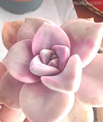 窗台上的多肉 - 图画吧TUHUABA