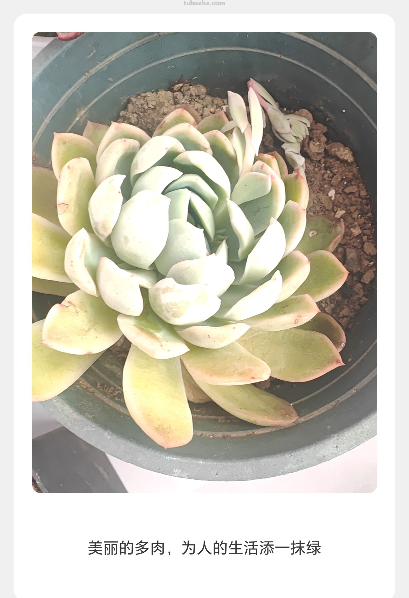 窗台上的多肉 - 图画吧TUHUABA