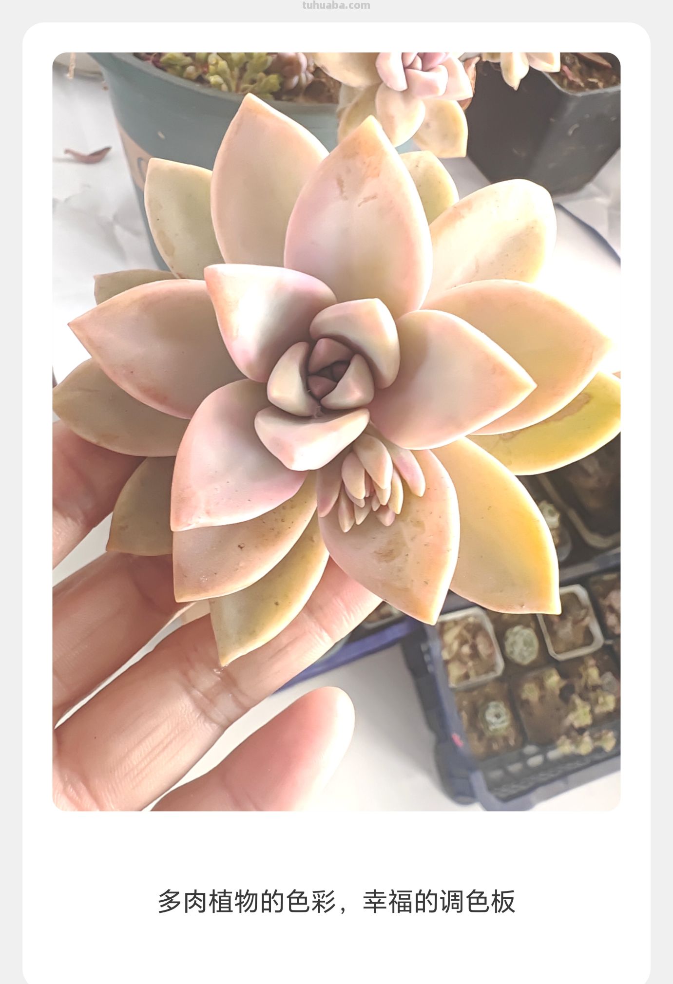 窗台上的多肉 - 图画吧TUHUABA