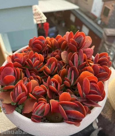 养一盆火红的多肉，让你的2026火起来 - 今日头条