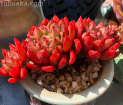 养一盆火红的多肉，让你的2026火起来 - 图画吧TUHUABA