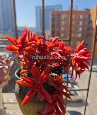 养一盆火红的多肉，让你的2026火起来 - 图画吧TUHUABA