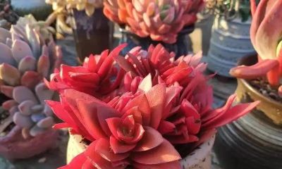 养一盆火红的多肉，让你的2026火起来 - 图画吧TUHUABA