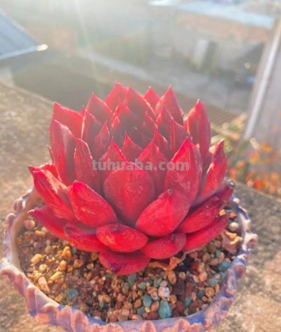 养一盆火红的多肉，让你的2026火起来 - 图画吧TUHUABA