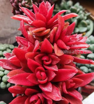 养一盆火红的多肉，让你的2026火起来 - 图画吧TUHUABA