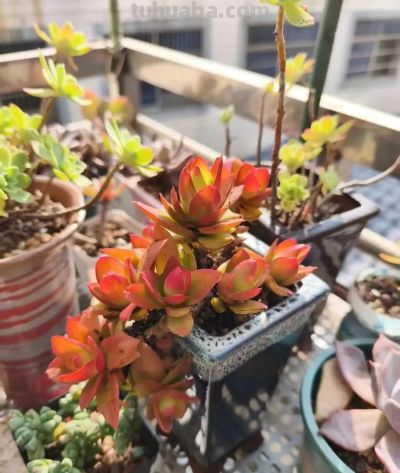 养一盆火红的多肉，让你的2026火起来 - 图画吧TUHUABA