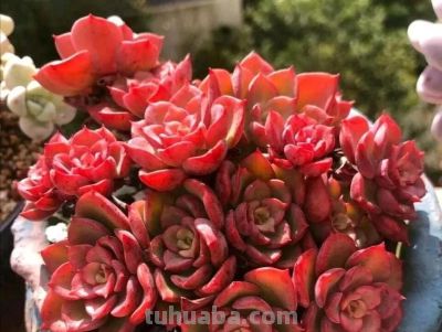 养一盆火红的多肉，让你的2026火起来 - 图画吧TUHUABA
