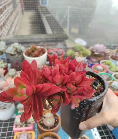 养一盆火红的多肉，让你的2026火起来 - 图画吧TUHUABA