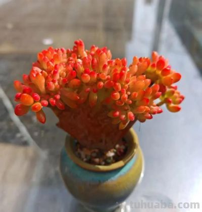 养一盆火红的多肉，让你的2026火起来 - 图画吧TUHUABA