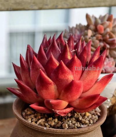 养一盆火红的多肉，让你的2026火起来 - 图画吧TUHUABA