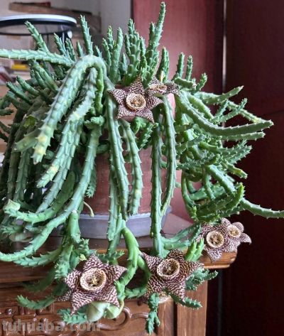 女子养“13年的多肉开满海星花”，直呼好邪恶，网友：我都想扔了 - 今日头条