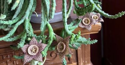 女子养“13年的多肉开满海星花”，直呼好邪恶，网友：我都想扔了 - 图画吧TUHUABA