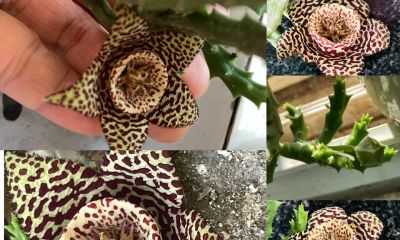 女子养“13年的多肉开满海星花”，直呼好邪恶，网友：我都想扔了 - 图画吧TUHUABA