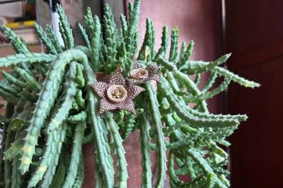 女子养“13年的多肉开满海星花”，直呼好邪恶，网友：我都想扔了 - 图画吧TUHUABA