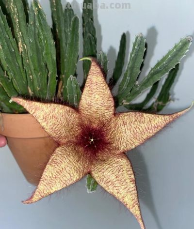 女子养“13年的多肉开满海星花”，直呼好邪恶，网友：我都想扔了 - 图画吧TUHUABA