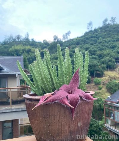 女子养“13年的多肉开满海星花”，直呼好邪恶，网友：我都想扔了 - 图画吧TUHUABA