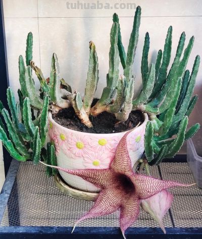 女子养“13年的多肉开满海星花”，直呼好邪恶，网友：我都想扔了 - 图画吧TUHUABA