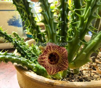 女子养“13年的多肉开满海星花”，直呼好邪恶，网友：我都想扔了 - 图画吧TUHUABA