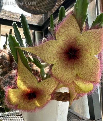 女子养“13年的多肉开满海星花”，直呼好邪恶，网友：我都想扔了 - 图画吧TUHUABA