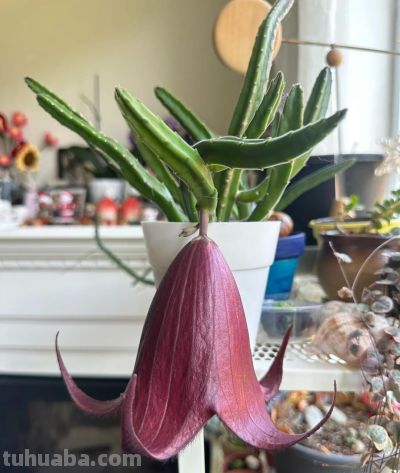 女子养“13年的多肉开满海星花”，直呼好邪恶，网友：我都想扔了 - 图画吧TUHUABA