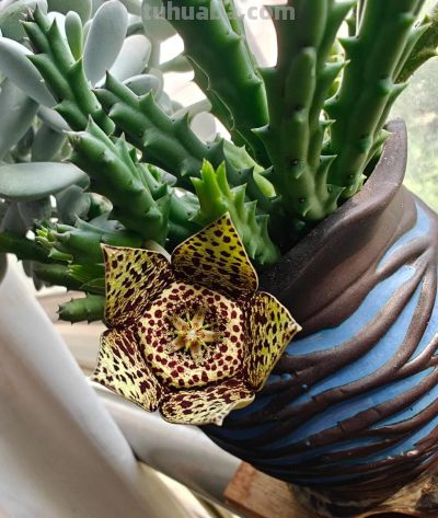 女子养“13年的多肉开满海星花”，直呼好邪恶，网友：我都想扔了 - 图画吧TUHUABA