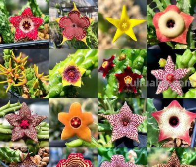 女子养“13年的多肉开满海星花”，直呼好邪恶，网友：我都想扔了 - 图画吧TUHUABA