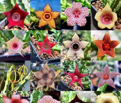 女子养“13年的多肉开满海星花”，直呼好邪恶，网友：我都想扔了 - 图画吧TUHUABA