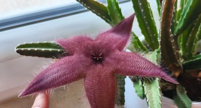 女子养“13年的多肉开满海星花”，直呼好邪恶，网友：我都想扔了 - 图画吧TUHUABA