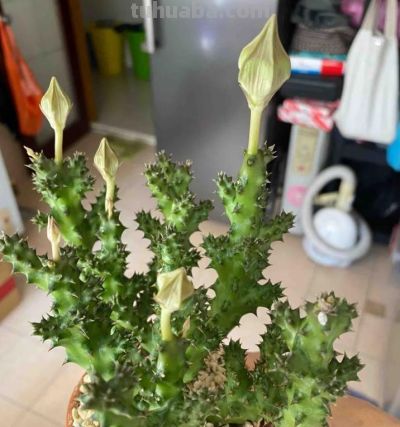 女子养“13年的多肉开满海星花”，直呼好邪恶，网友：我都想扔了 - 图画吧TUHUABA