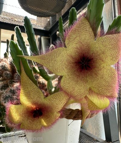 女子养“13年的多肉开满海星花”，直呼好邪恶，网友：我都想扔了 - 图画吧TUHUABA