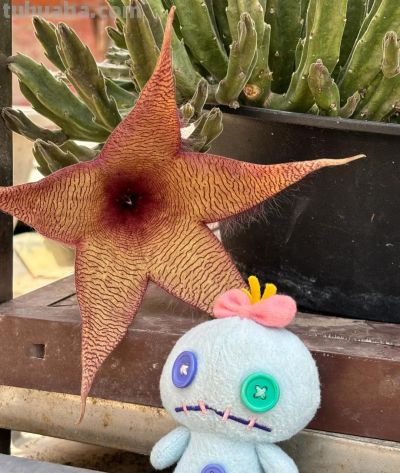 女子养“13年的多肉开满海星花”，直呼好邪恶，网友：我都想扔了 - 图画吧TUHUABA