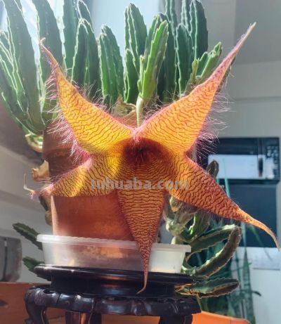 女子养“13年的多肉开满海星花”，直呼好邪恶，网友：我都想扔了 - 图画吧TUHUABA