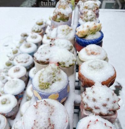 山东冬天养多肉，1夜醒来，被大雪覆盖了，多肉都见不到了 - 今日头条