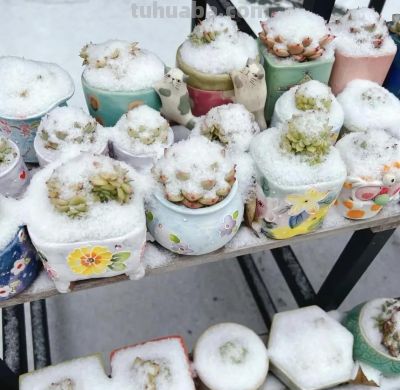 山东冬天养多肉，1夜醒来，被大雪覆盖了，多肉都见不到了 - 图画吧TUHUABA