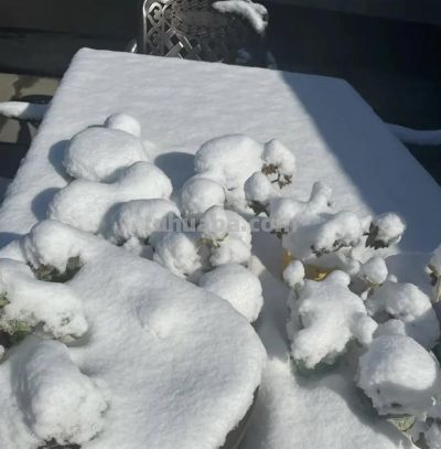 山东冬天养多肉，1夜醒来，被大雪覆盖了，多肉都见不到了 - 图画吧TUHUABA