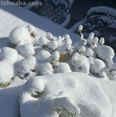 山东冬天养多肉，1夜醒来，被大雪覆盖了，多肉都见不到了 - 图画吧TUHUABA