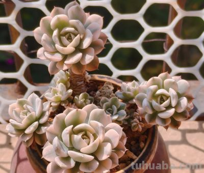 清晨阳光下的多肉，朝阳和晚霞才是最佳滤镜，可惜转瞬即逝 - 图画吧TUHUABA