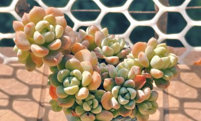 清晨阳光下的多肉，朝阳和晚霞才是最佳滤镜，可惜转瞬即逝 - 图画吧TUHUABA