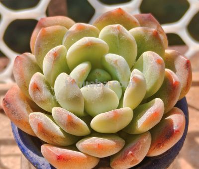 清晨阳光下的多肉，朝阳和晚霞才是最佳滤镜，可惜转瞬即逝 - 图画吧TUHUABA