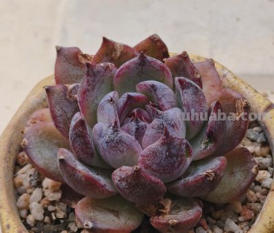 清晨阳光下的多肉，朝阳和晚霞才是最佳滤镜，可惜转瞬即逝 - 图画吧TUHUABA