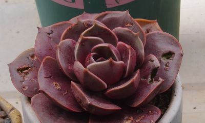 清晨阳光下的多肉，朝阳和晚霞才是最佳滤镜，可惜转瞬即逝 - 图画吧TUHUABA