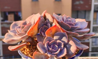 清晨阳光下的多肉，朝阳和晚霞才是最佳滤镜，可惜转瞬即逝 - 图画吧TUHUABA