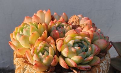 清晨阳光下的多肉，朝阳和晚霞才是最佳滤镜，可惜转瞬即逝 - 图画吧TUHUABA