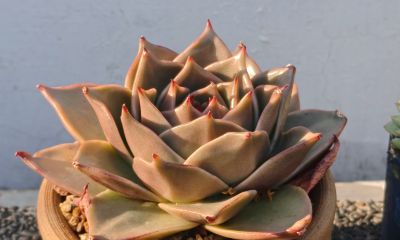 清晨阳光下的多肉，朝阳和晚霞才是最佳滤镜，可惜转瞬即逝 - 图画吧TUHUABA