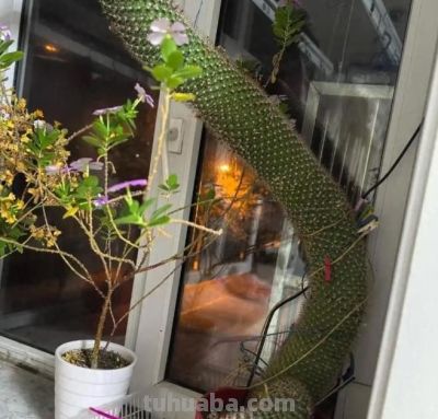 养19年的仙人球，美的不一般 - 图画吧TUHUABA