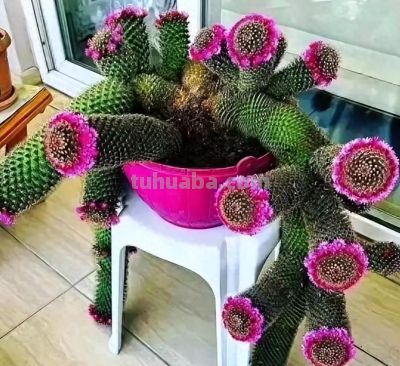 养19年的仙人球，美的不一般 - 今日头条