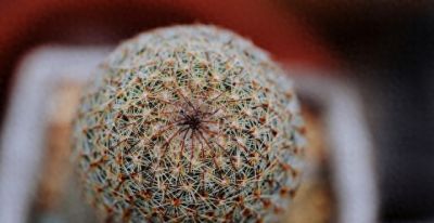 全网最狠植物：仙人球，当代年轻人的精神导师 - 今日头条